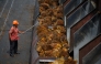 Representational file photo showing worker arranging palm oil fruits. 