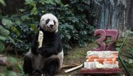 (FILES) In this file photograph taken on July 28, 2015, giant panda Jia Jia eats a bamboo stick next to her cake made of ice and fruit juice to mark her 37th birthday at an amusement park in Hong Kong, making her the oldest giant panda ever kept in captiv