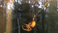 When the author's daughter named this spider, she's taught her some lessons about how quick she is to judge or dismiss creatures she had learned to fear. ()Sarah Maraniss Vander Schaaff.
Photo by: Sarah Maraniss Vander Schaaff — Handout
