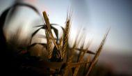 Wheat grows on a farm at sunset in the flooded midwestern New South Wales town of Forbes, Australia, September 27, 2016. REUTERS/Jason Reed/File photo