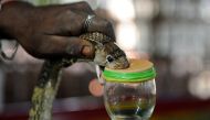 In this photograph taken on November 11, 2016, an Indian snake-catcher extracts venom from a cobra at the venom extraction center of the Irula snake-catchers cooperative on the outskirts of Chennai.AFP / ARUN SANKAR 