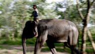 This photo taken on November 8, 2016 shows a ranger atop a patrol elephant, which belongs to one of three specialised elephant response units strategically located around Way Kambas National Park. AFP / GOH Chai Hin