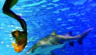 A performer practices her mermaid swim next to a shark in an aquarium after graduating from a mermaid workshop in Guangzhou, Guangdong Province, China, yesterday.