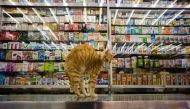 In this photo taken on December 12, 2016, a cat streches on a counter top in a Chinese and western medicine shop in Hong Kong. Four-legged 