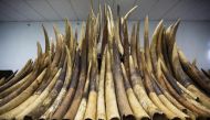 Ivory tusks are displayed after the official start of the destruction of confiscated ivory in Hong Kong, May 15, 2014 (Reuters)