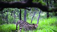 A rare male King Cheetah inside a closed camp at the Ann van Dyk Cheetah Centre in Hartbeespoort, South Africa.