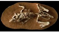 Photo of a hatchling Protoceratops andrewsi fossil from the Gobi Desert Ukhaa Tolgod, Mongolia.
