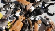 Cats eat at the Tala Monastery Cat Park in the Cypriot village of Tala, near the coastal city of Paphos, on October 4, 2016. Some 1,700 years after Empress Helena shipped the whiskered hunters over to the Mediterranean country, animal lovers are battling 