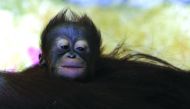 The baby orangutan at Usti nad Labem Zoo in Czech Republic. 