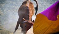 ELSEWHERE: A bull charges during a bullfighting training session at the Mondoedo's fighting bulls ranch La Holanda - the oldest in the country - in the municipality of Mosquera, on the outskirts of Bogota, Colombia, on January 17, 2017. The historic Santa