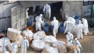 Work begins at a poultry farm in Kawaminami, Miyazaki Prefecture, southwestern Japan to bury chickens culled after a highly virulent strain of bird flu was detected in this photo taken by Kyodo December 20, 2016. Mandatory credit Kyodo/via REUTERS.