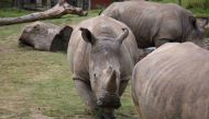 The four-year-old male white rhino called Vince is seen in this handout picture released by the Domaine de Thoiry (Thoiry zoo and wildlife park) on March 7, 2017. The four-year-old male white rhino called Vince was found dead in his enclosure by his keepe