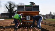 Workers plant salad crops in a field in Wrotham, south east England on March 13, 2017. Resentment about the scale of immigration helped determine the result of the Brexit vote in Kent, known as the 