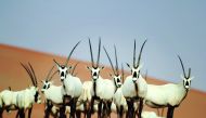 Arabian Oryx are seen at the Arabian Oryx Sanctuary in Um al-Zamool, near the United Arab Emirates' border with Saudi Arabia on March 23, 2017. The sanctuary stretches over an estimated area of 8,900 square kilometres and currently hosts nearly 155 of the