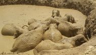 Trapped elephants wallowing in a mud-filled bomb crater in eastern Cambodia's Mondulkiri province. ( AFP / Mondulkiri Province environmental office / Keo Sophea)
