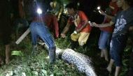 This photo taken on March 27, 2017 shows the body of 25-year-old Akbar who was found when local people cut open the seven metre python after it was found bloated and slithering awkwardly in the village of Salubiro, on the eastern island of Sulawesi.  AFP 