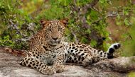 Image of an Indian leopard used for reference only. 