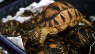 A seized endangered ploughshare tortoise is seen inside a bag at the Malaysian airport. (AFP).