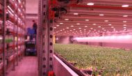 Salad leaves, herbs and leafy greens grow inside a warehouse run by GrowUp Urban Farms in Beckton, London, July 25, 2017. Thomson Reuters Foundation/Lin Taylor