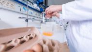 An employee of the Chemisches Veterin?runtersuchungsamt M?nsterland-Emscher-Lippe (chemical veterinary examination office) cracking an egg at the institute in Muenster, northwestern Germany, in order to analyse it on toxic residues. Supermarkets in the Ne