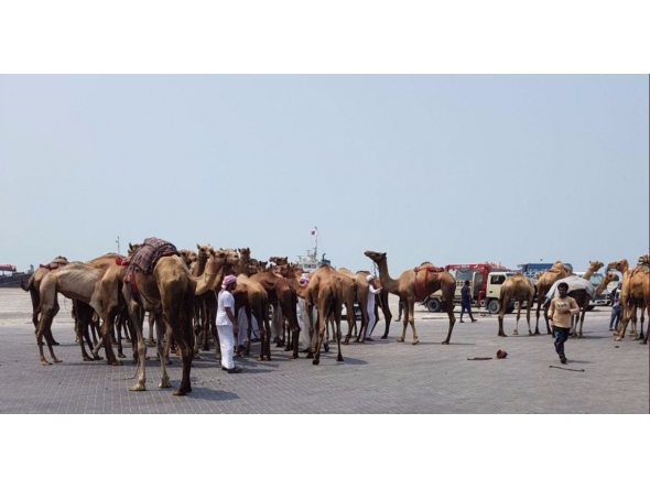 Image representation