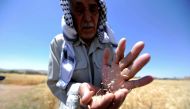 A farmer holds wheat in a field in Jdeidet Artouz, a suburb of Damascus, Syria June 19, 2017. Reuters/Omar Sanadiki