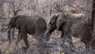 This file photo taken on September 19, 2016 shows elephants roaming through trees and low bush at the Pilanesberg National Park in the North West province, South Africa. AFP / Gianluigi Guercia