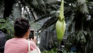 Such gardens, which often double as research centres, house only a quarter of tropical flora, as opposed to 60 percent of plants native to temperate climes. (Reuters file photo / Joshua Roberts) 