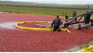 Cranberry marshes at Wetherby Cranberry Co. in Warrens, Wisconsin, are flooded to make harvesting easier. Photo by Kate Silver for The Washington Post.