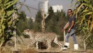 Iranian animal trainer Mahmud Keshvari walks next to a female Asiatic Cheetah named 'Dalbar' in an enclosure at the Pardisan Park in Tehran on October 10, 2017. AFP / ATTA KENARE
