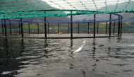 A salmon jumping in a submerged cage in front of the feeding system at a farm of Norwegian world's largest salmon producer Marine Harvest.PHOTO: AFP.