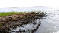 This April 7 2011 photo shows Green shoots growing among the blackened marsh grasses killed by oil from the BP spill that seeped into Bay Jimmy in one of the hardest-hit areas of coastal Louisiana.  (AFP) 