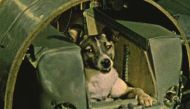 Laika the Dog & the First Animals in Space