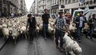 (FILES) This file photo taken on October 09, 2017 shows French breeders and farmers demonstrating with their animals in Lyon to draw attention to rising wolf attacks on sheep herds and against the agriculture ministry's 2018-2023 'wolf plan'. AFP / JEAN-P