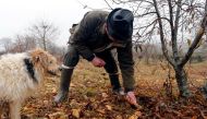 A truffle producer and his truffle-sniffing dog checks out black truffles (Truffes du Perigord) named Tuber melanosporum, in Sainte-Alvere, France, December 18, 2017. REUTERS/Regis Duvignau
