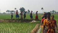A group of Dalit women of a farming collective walking on the land that they took over for cultivation in Pallur India. December 26, 2017. Thomson Reuters Foundation/Rina Chandran