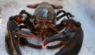 Switzerland has banned the common culinary practice of throwing fresh lobsters into boiling water as part of an overhaul of its animal protection rules. (Reuters file photo / Brian Snyder) 