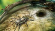 A Cretaceous arachnid Chimerarachne yingi, found trapped in a 100 million-year-old amber from Myanmar, appears in a handout illustration provided on February 5, 2018. Illustration by Dinghua Yang/University of Kansas/Handout via REUTERS A