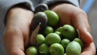 According to the statement, the agency opened an olive oil production plant in Montenegro’s coastal city of Ulcinj in the village of Pistula to support farmers in areas with the capacity of producing 200 tons of olive oil per season. Photo courtesy: olive