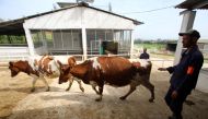 Cows are seen in a farm in Tipaza, Algeria April 21, 2018. Picture taken April 21, 2018. Reuters/Ramzi Boudina