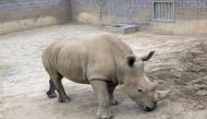 This undated handout photo obtained May 18, 2018, courtesy of the San Diego Zoo Safari Park shows a southern white Rhino. AFP PHOTO / SAN DIEGO ZOO SAFARI PARK/TAMMY SPRATT/HANDOUT