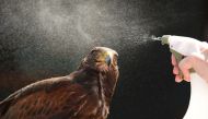 Rufus the Harris hawk is sprayed with water by handler Imogen Davies as she is interviewed by the media at The All England Lawn Tennis Club in Wimbledon, southwest London, on July 6, 2018. Rufus the Hawk is used at the All England Club to keep pigeons awa