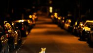 An urban fox sits in the middle of a south London road in the early hours of September 17, 2008. Reuters/Dylan Martinez