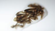 View of pupas of transgenic mosquito Aedes aegypti OX513A, which host reproductive capability is altered in Piracicaba Sao Paulo on October 26 2016 AFP Miguel Schincariol 