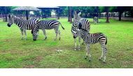 Animals at the zoo section of Al Khor Park.