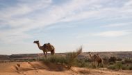 Camels stand in the desert around Oualata on November 21, 2018. The Old Cities Festival takes place in Oualata from November 20 to November 26, 2018. / AFP / Thomas SAMSON