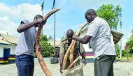 Police officers show seized 11 pieces of ivory weighing 55 kg estimated to be of street value 5.5 million Kenyan Shilling (about 47.300 euro) at Mariakani, southeast Kenya, on December 5, 2018.  AFP 