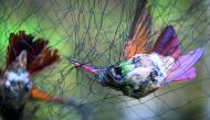 Two hummingbirds (Amazilia Beryllina) are trapped in a net set by biologists in a pollination garden set by the National Autonomous University of Mexico (UNAM) in Mexico City on October 16, 2018. AFP / Omar Torres
