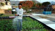 Chan Wai-ming, a farmer in Hong Kong’s New Territories district, waters plants during an interview in Hong Kong, China November 23, 2018.  Reuters/James Pomfret