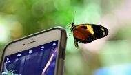 A butterfly sits on a mobile phone during a preview visit of the butterfly conservatory at the American Natural History Museum in New York on October 3 2018. AFP / Angela Weiss 